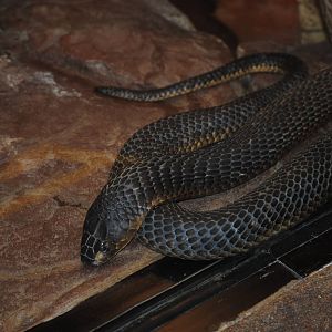 Egyptian Cobra
