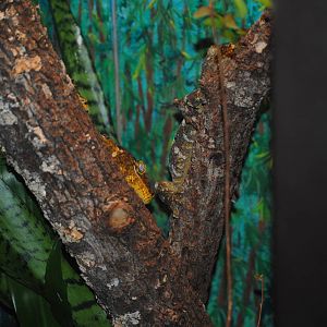 New Caledonian Giant Geckos