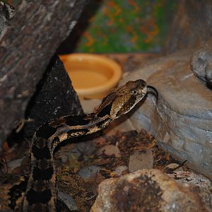 Timber Rattlesnake
