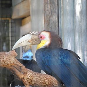 Wreathed Hornbill