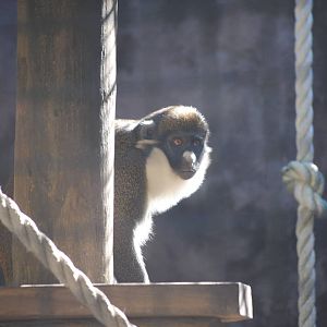Lesser Spot-Nosed Guenon