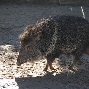 Chacoan Peccary