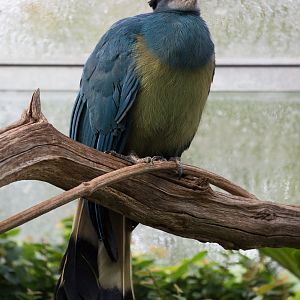 Great blue turaco : Cotswold WP : 20 Oct 2015
