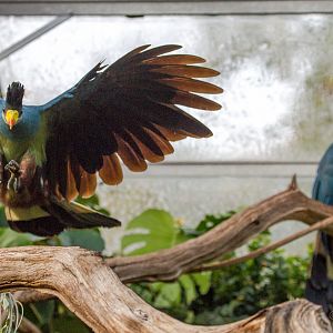 Great blue turaco : Cotswold WP : 20 Oct 2015