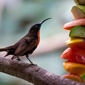 Scarlet-chested sunbird : Cotswold WP : 20 Oct 2015