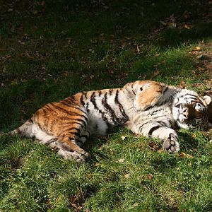 Siberian tiger