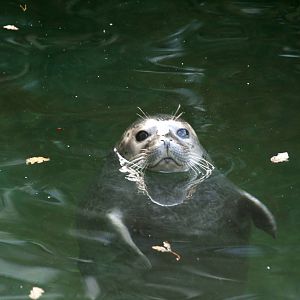 Common sealpup