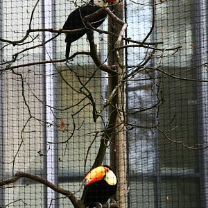 Toco toucan pair