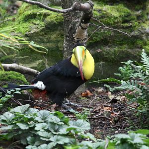 Keel-billed toucan