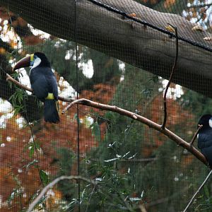 White-throated toucan pair