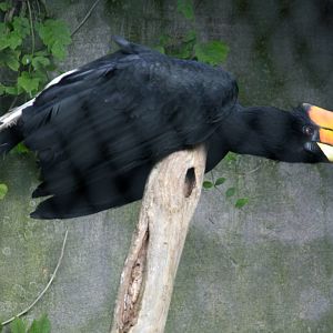 Rhinoceros hornbill