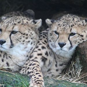 male cheetahs A.j.soemmerringii Whipsnade 30 december 2015