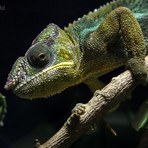 Panther chameleon : Cotswold WP : 20 Oct 2015