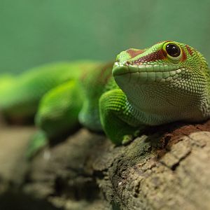 Madagascar giant day gecko : Cotswold WP : 20 Oct 2015