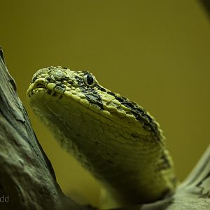 Puff adder : Cotswold WP : 20 Oct 2015