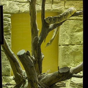 Puff adder (and exhibit) : Cotswold WP : 20 Oct 2015