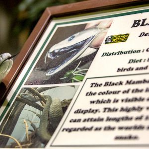 Black mamba (and signage) : Cotswold WP : 20 Oct 2015