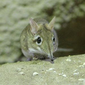 Rufous elephant shrew