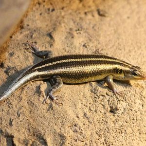 Rainbow skink
