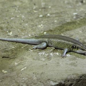 Rainbow skink