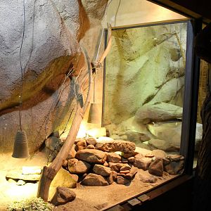 Gundi enclosure