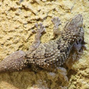 Turner's gecko