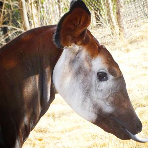 Nov. 2015 - Rhino Reserve - Kilua