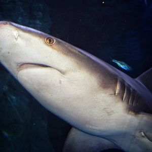 Dec. 2015 - Surrounded by Sharks - Sandbar Shark