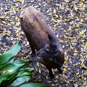 Siberian musk deer (Moschus moschiferus)