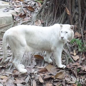 stripeless white tiger