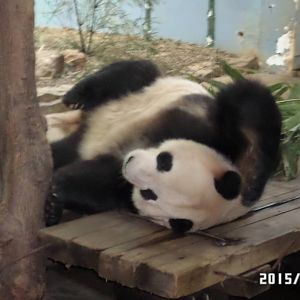 panda 29-3-2015