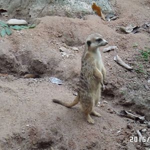 meerkat