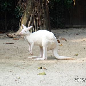 white kangaroo