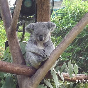 koala