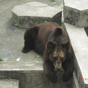 brown bear