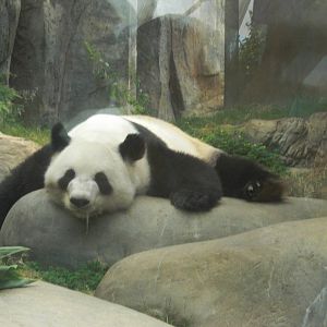 giant panda