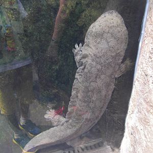 giant salamander