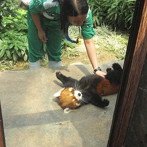 red panda