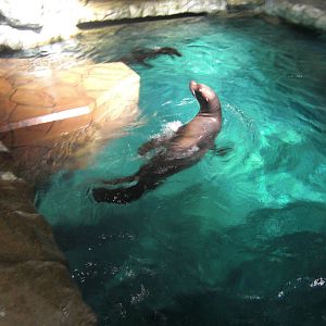 sea lion
