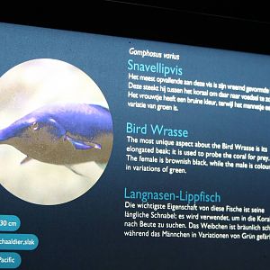 Sign Bird wrasse