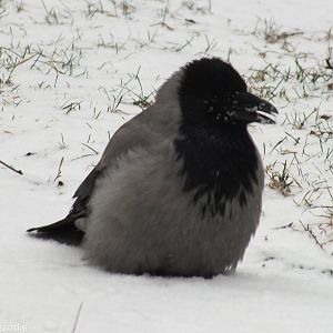 Hooded Crow Enjoys the Snow