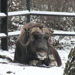 Barren Ground Musk Ox