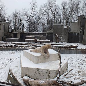 Polar Bear and Enclosure