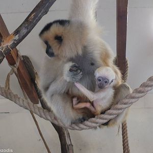 Red-cheeked Gibbon with Baby