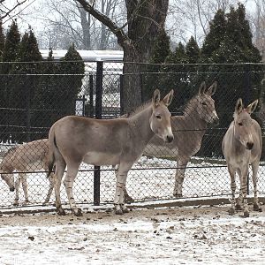 Somali Wild Ass with Foal
