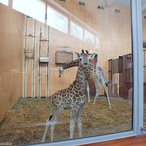 Rothschild's Giraffe Mother and Young