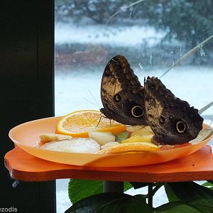 Free-flying Butterflies in the Insect House