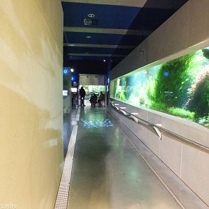 View of the main part of the Newly Renovated Aquarium
