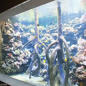 Main Saltwater Tank in the Newly Renovated Aquarium