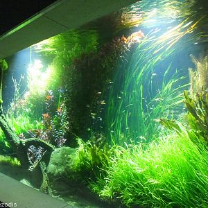 Part of the Main Freshwater Tank in the Newly Renovated Aquarium